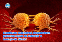 Cientistas brasileiros descobriram proteína capaz parar progressão do câncer Cientistas brasileiros descobriram proteína capaz parar progressão do câncer
