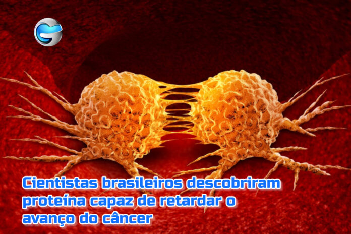 InShot_20260718_221749206 Cientistas brasileiros descobriram proteína capaz parar progressão do câncer